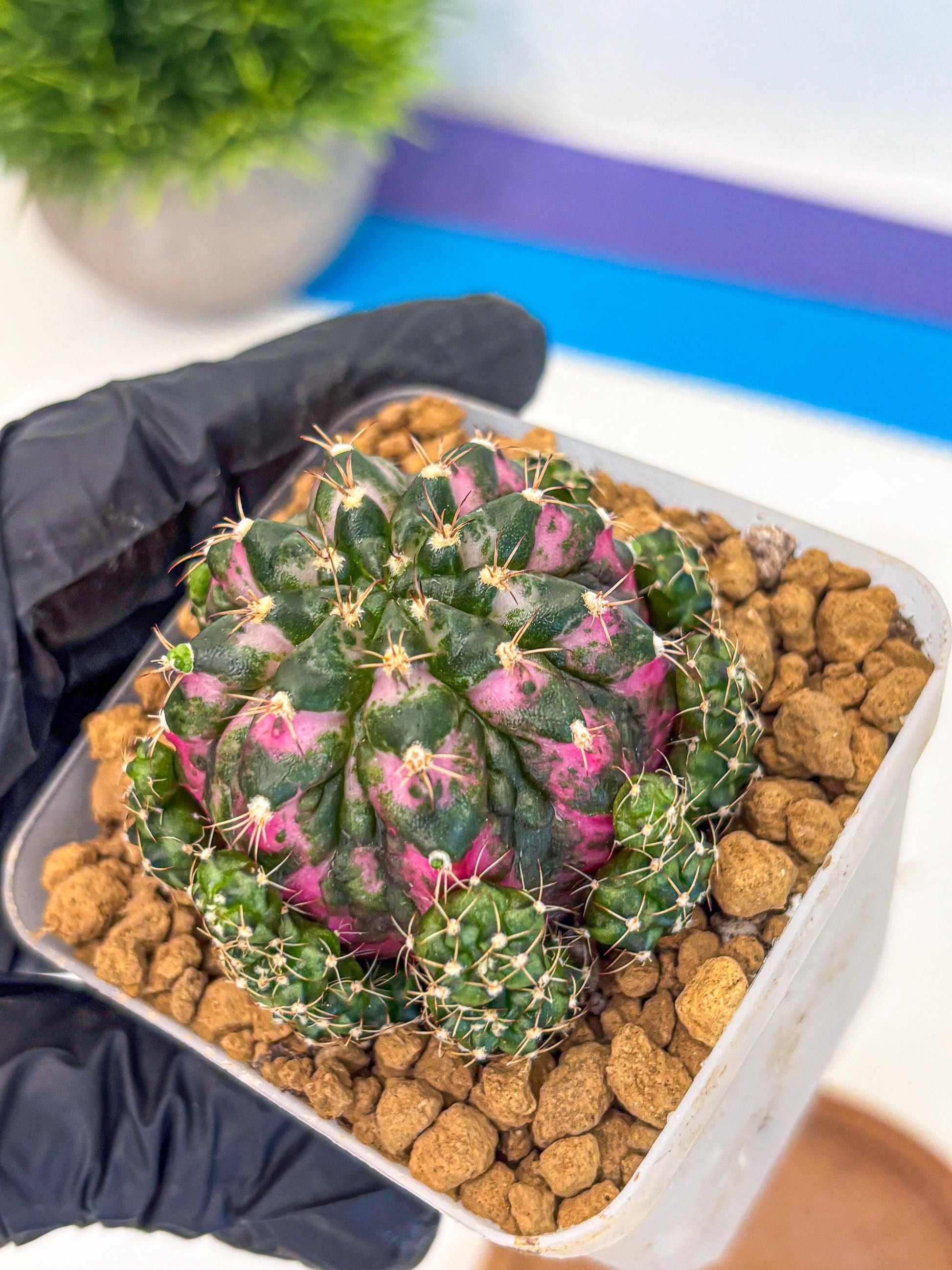 Gymnocalycium Larisa (gy17) (02) | Collector’s Edition