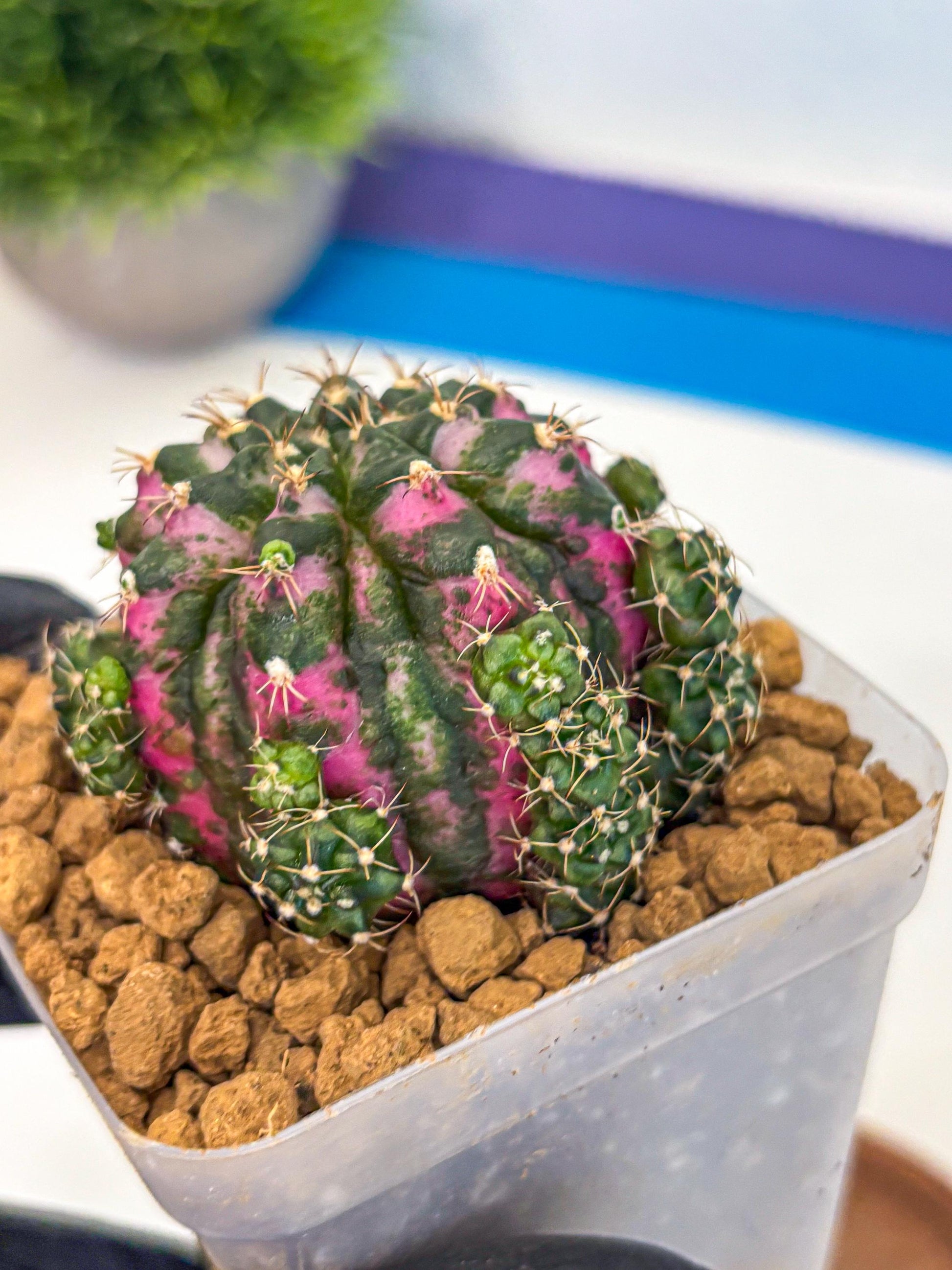 Gymnocalycium Larisa (gy17) (02) | Collector’s Edition