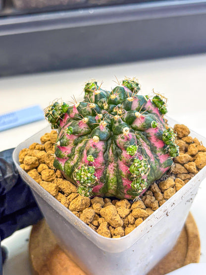 Gymnocalycium Larissa (gy17) (03) | Collector’s Edition