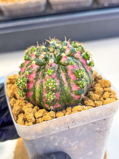 Gymnocalycium Larissa (gy17) (03) | Collector’s Edition