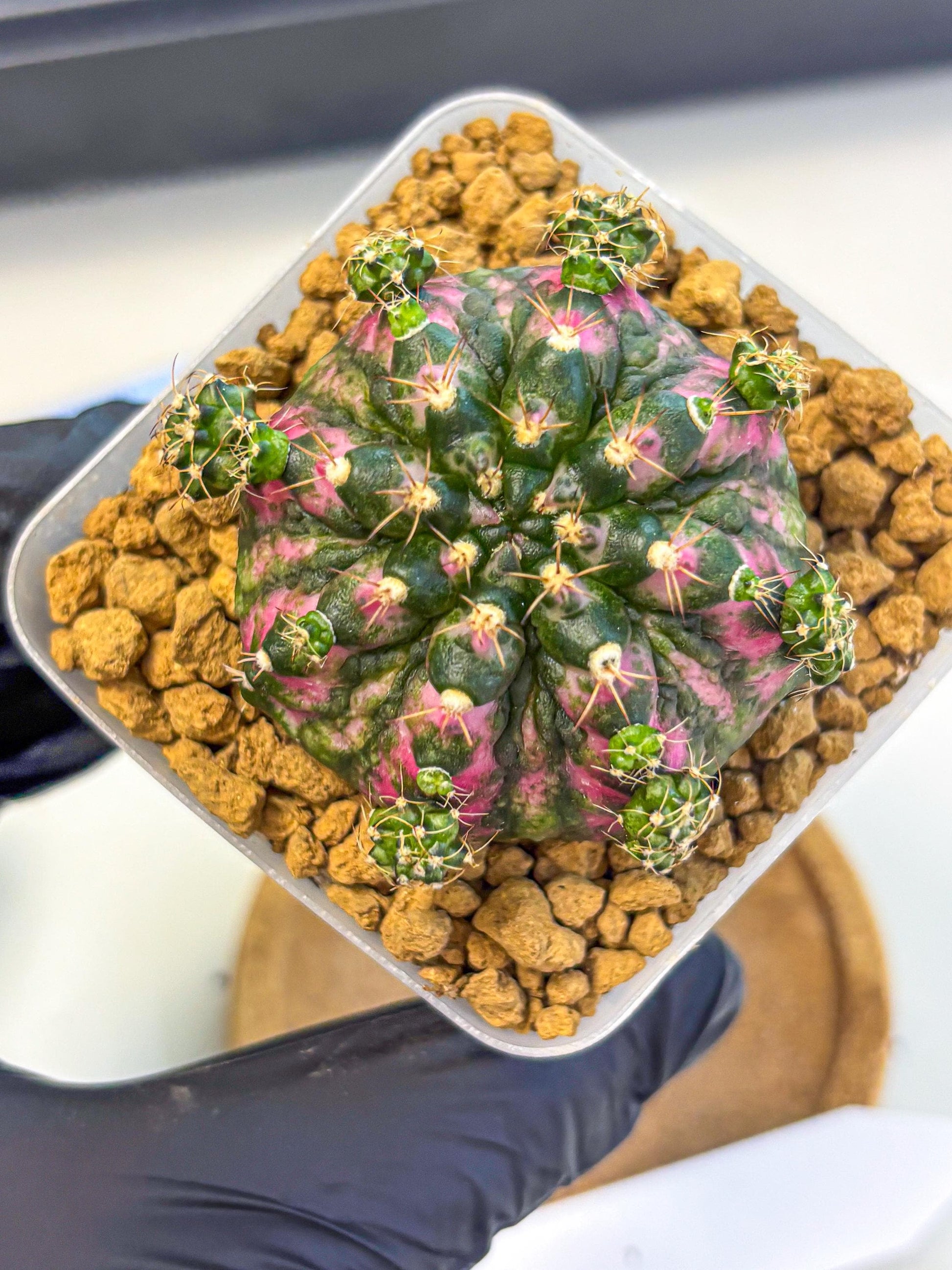 Gymnocalycium Larissa (gy17) (03) | Collector’s Edition