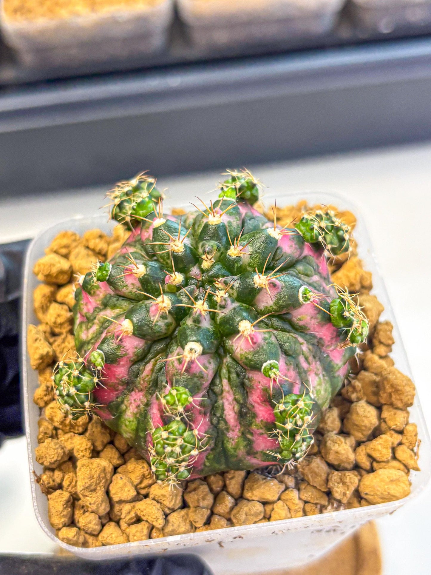 Gymnocalycium Larissa (gy17) (03) | Collector’s Edition