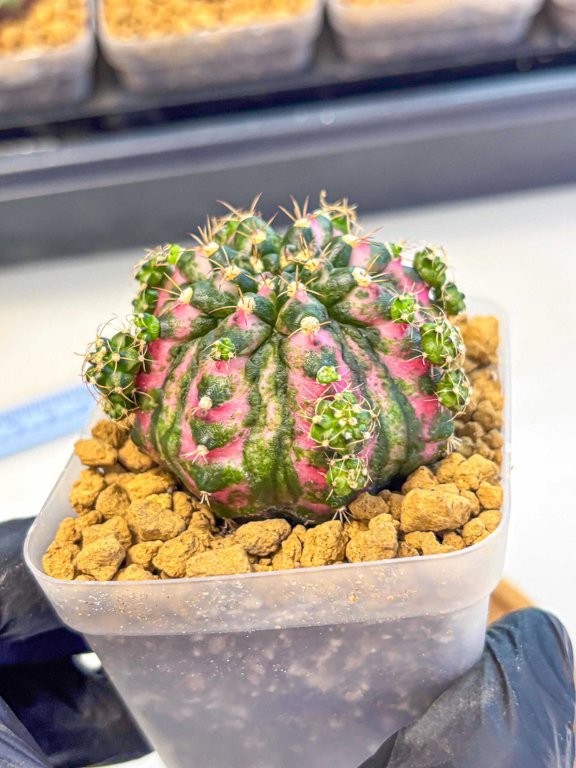 Gymnocalycium Larissa (gy17) (03) | Collector’s Edition
