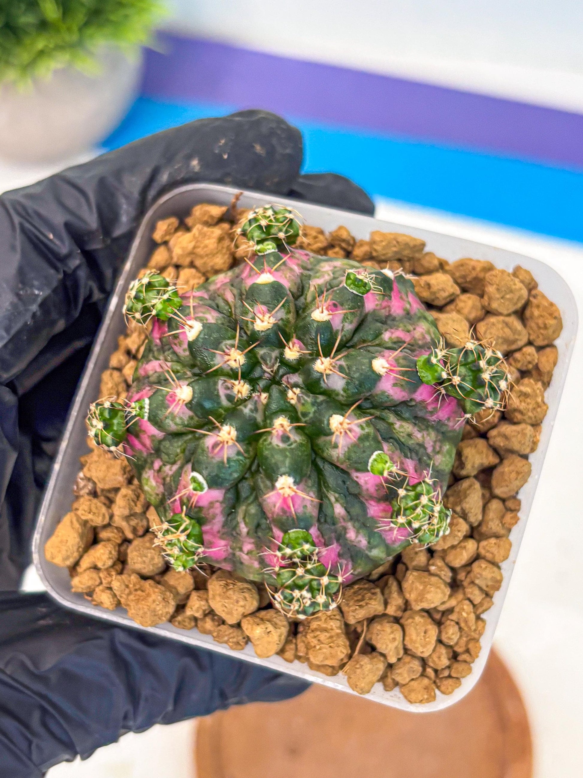 Gymnocalycium Larissa (gy17) (03) | Collector’s Edition