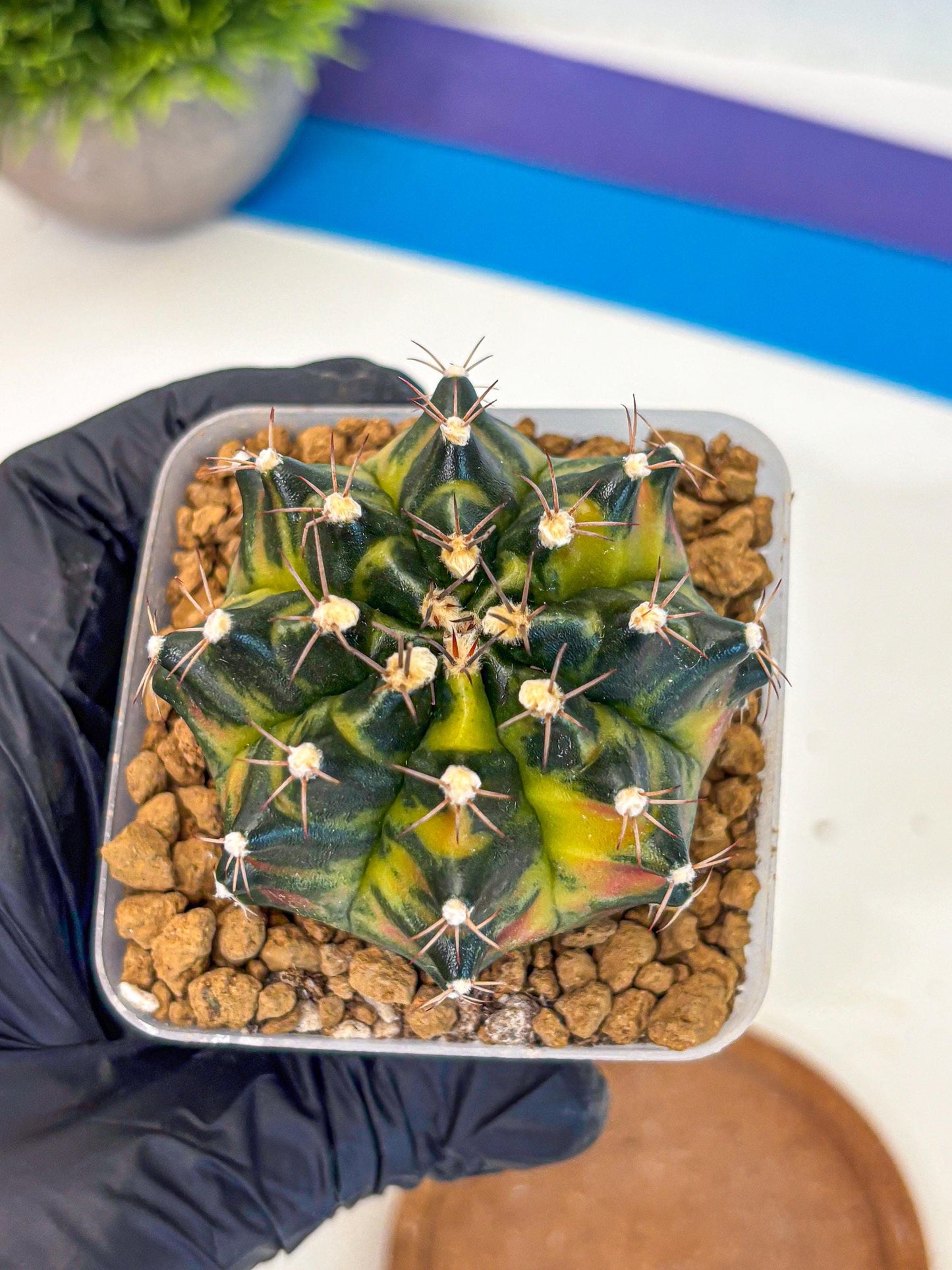 Gymnocalycium Green Wood (gy17) (04) | Collector’s Edition