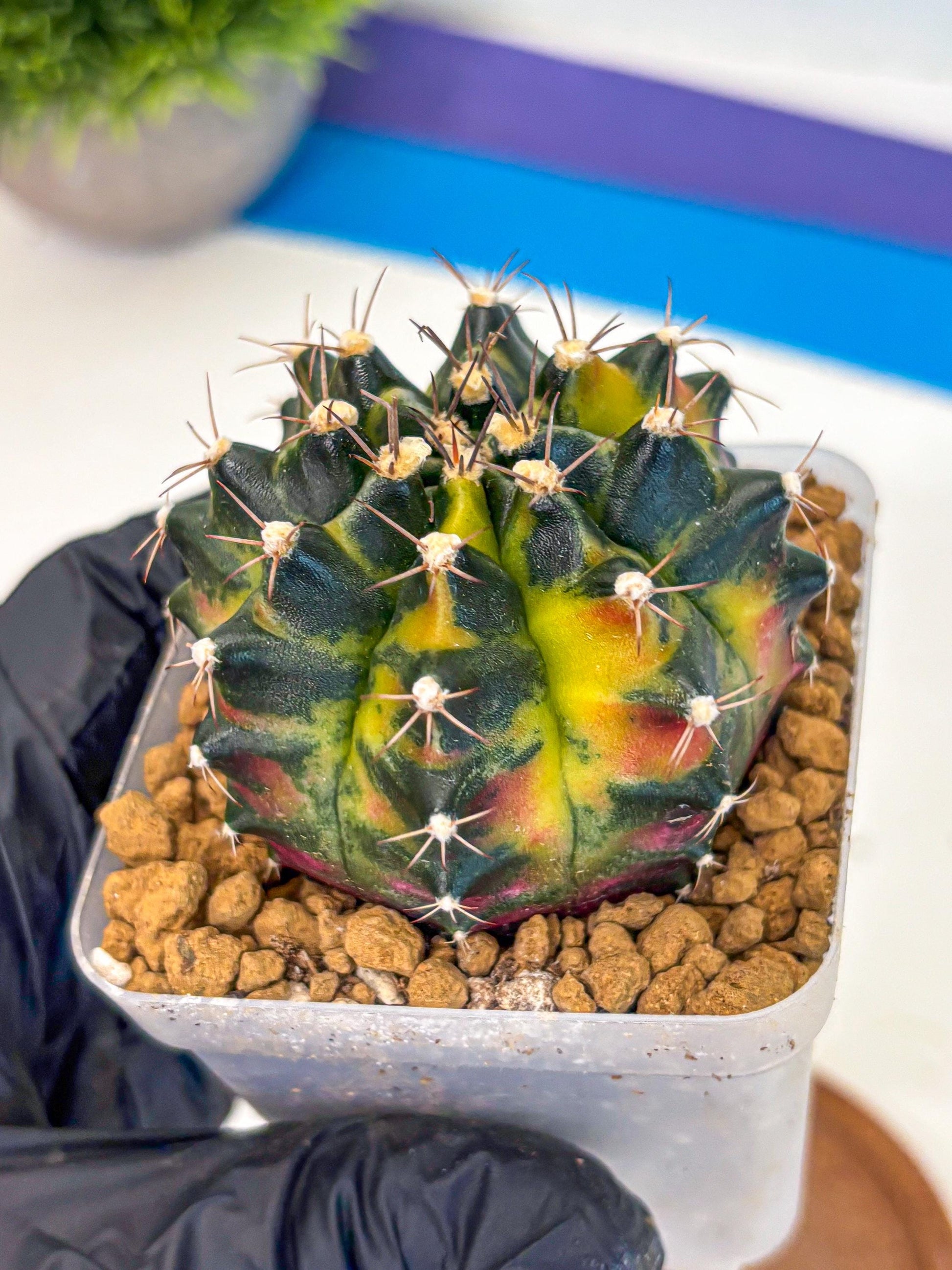 Gymnocalycium Green Wood (gy17) (04) | Collector’s Edition
