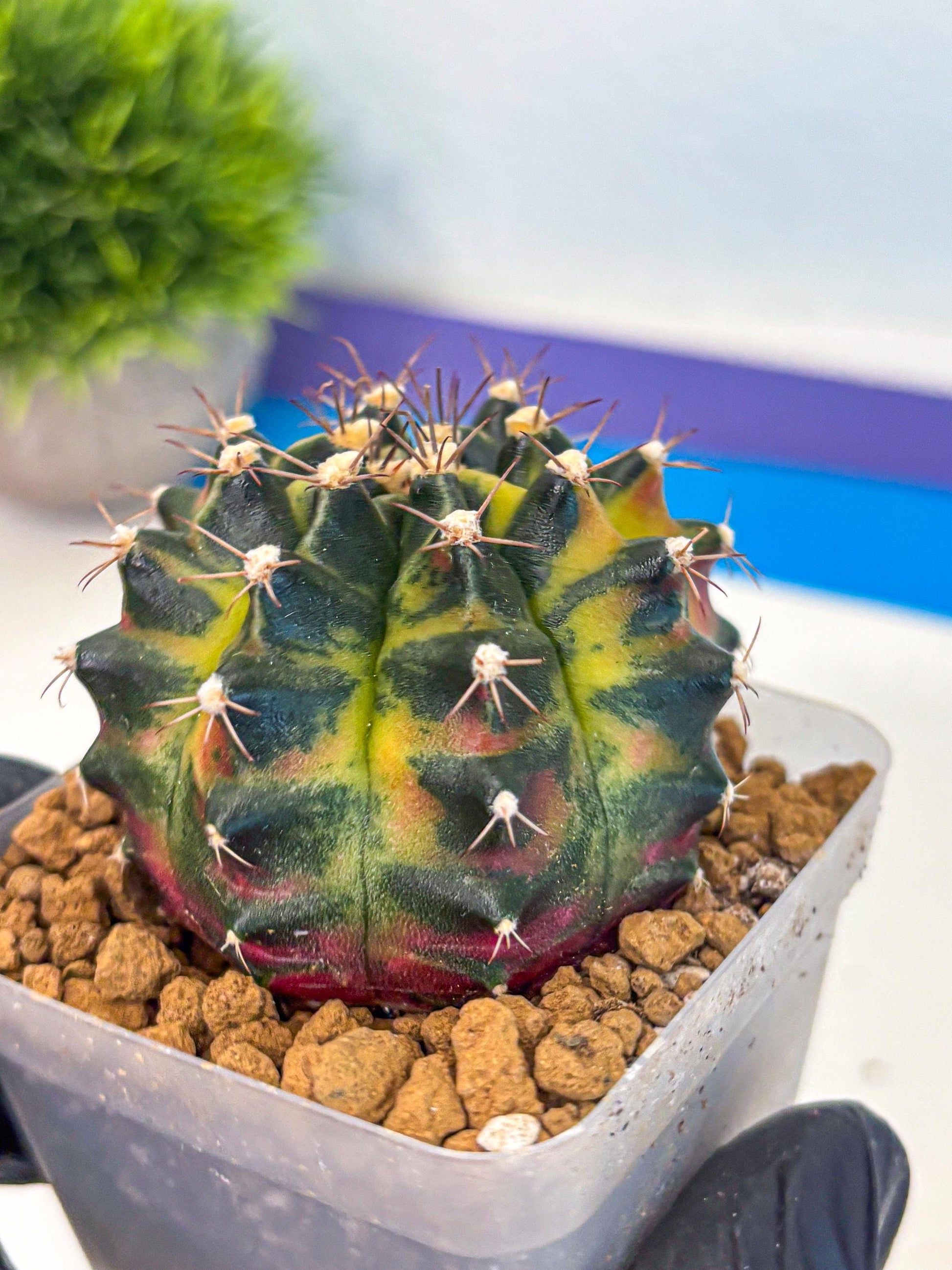 Gymnocalycium Green Wood (gy17) (04) | Collector’s Edition