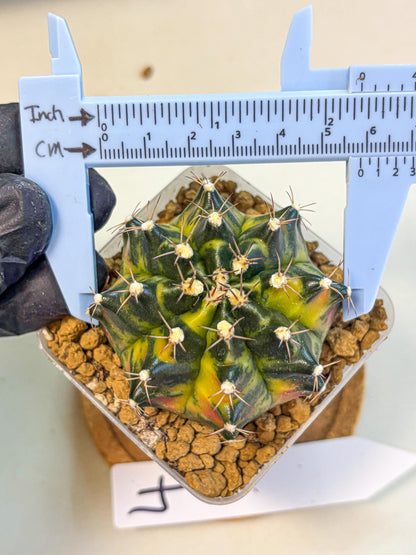 Gymnocalycium Green Wood (gy17) (04) | Collector’s Edition