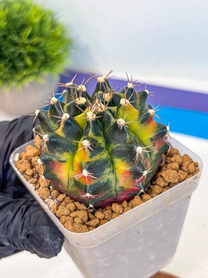 Gymnocalycium Green Wood (gy17) (04) | Collector’s Edition