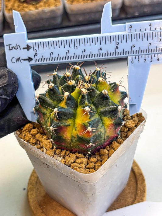 Gymnocalycium Green Wood (gy17) (04) | Collector’s Edition