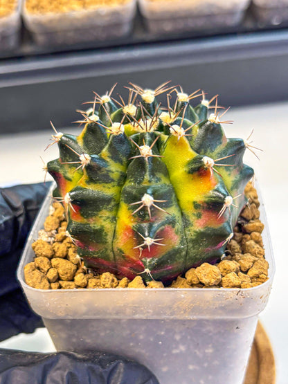 Gymnocalycium Green Wood (gy17) (04) | Collector’s Edition