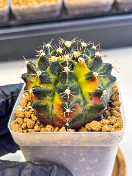 Gymnocalycium Green Wood (gy17) (04) | Collector’s Edition