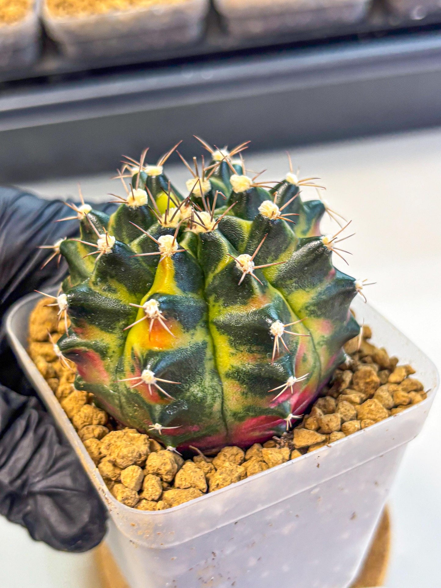 Gymnocalycium Green Wood (gy17) (04) | Collector’s Edition