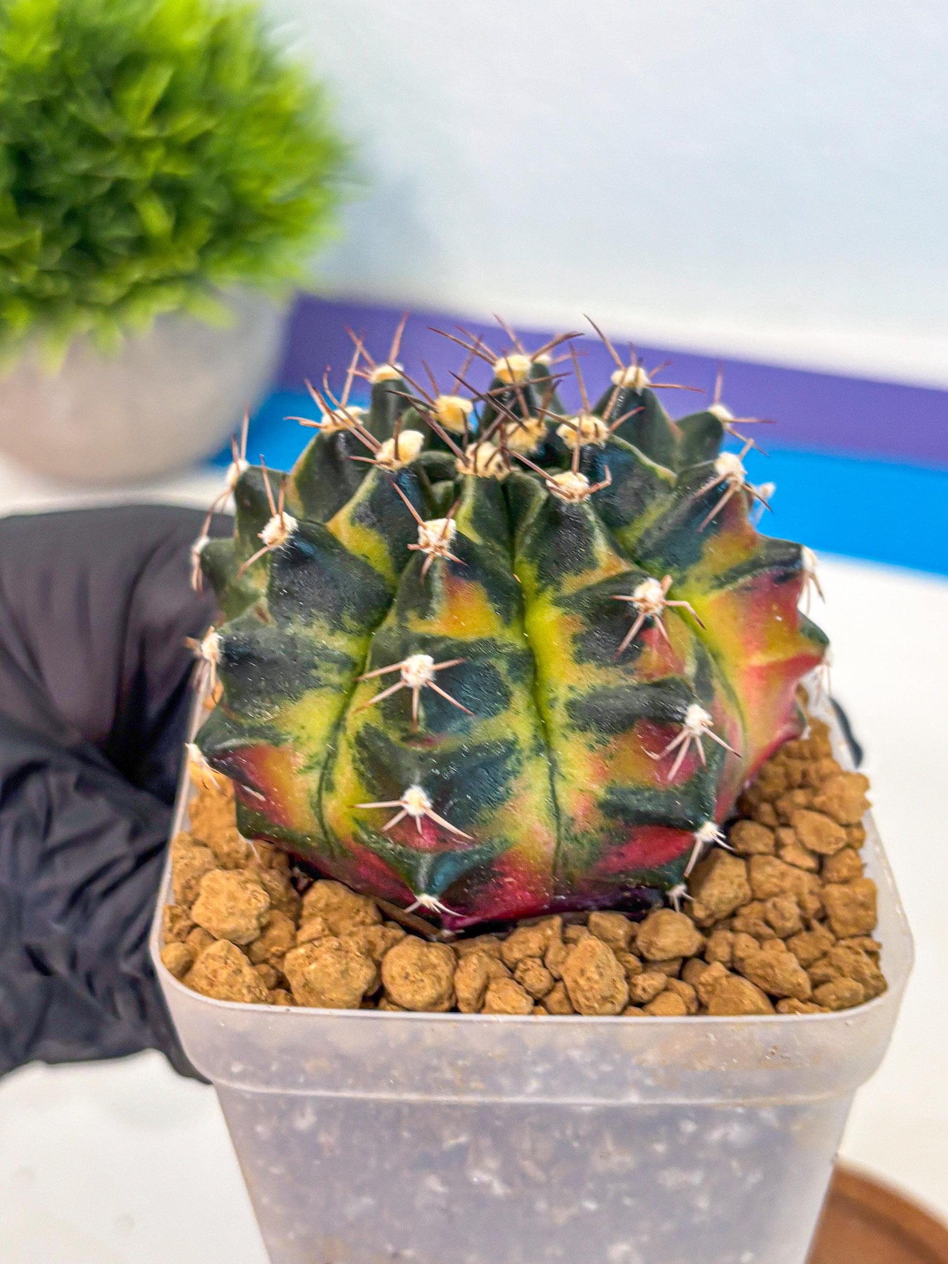 Gymnocalycium Green Wood (gy17) (05) | Collector’s Edition