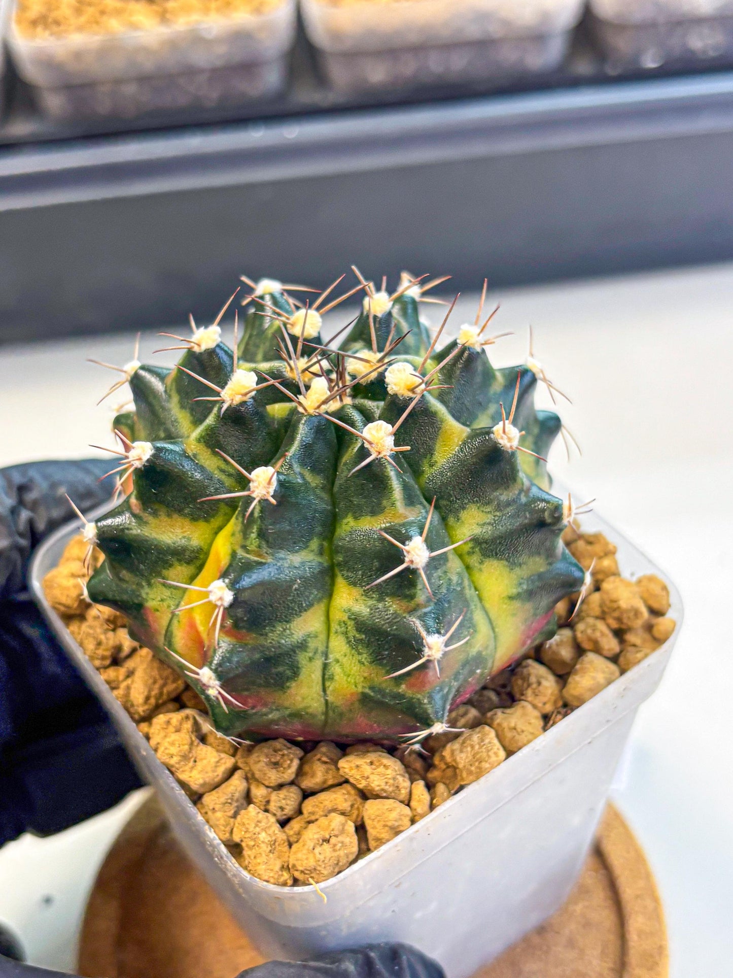 Gymnocalycium Green Wood (gy17) (05) | Collector’s Edition
