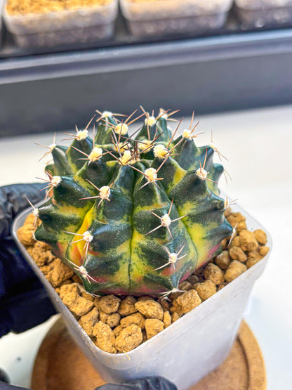 Gymnocalycium Green Wood (gy17) (05) | Collector’s Edition