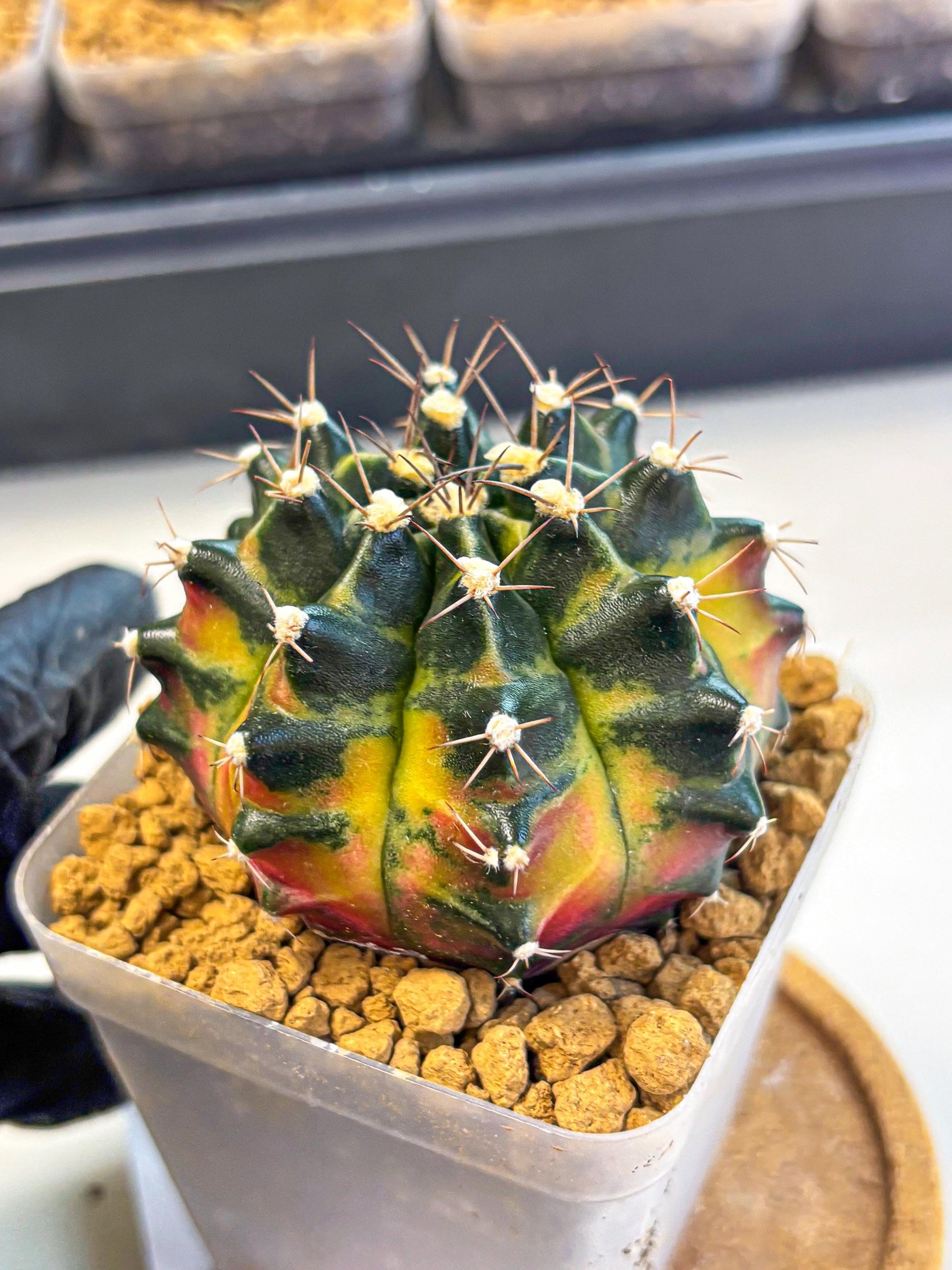 Gymnocalycium Green Wood (gy17) (05) | Collector’s Edition