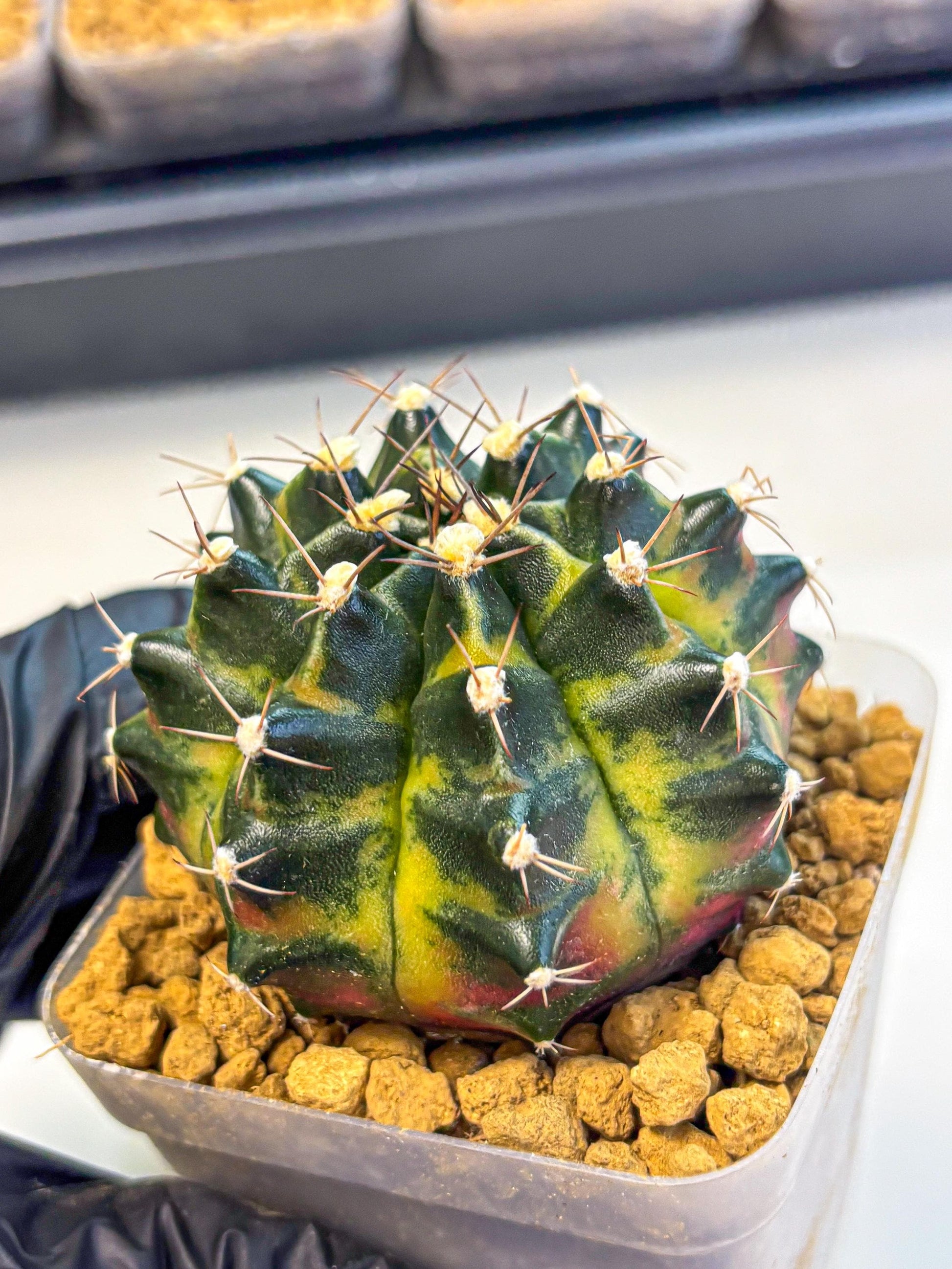 Gymnocalycium Green Wood (gy17) (05) | Collector’s Edition