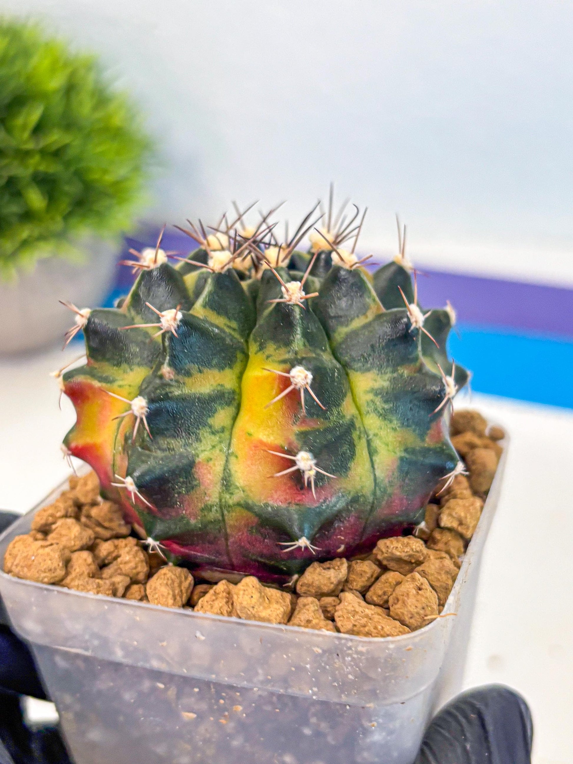 Gymnocalycium Green Wood (gy17) (05) | Collector’s Edition