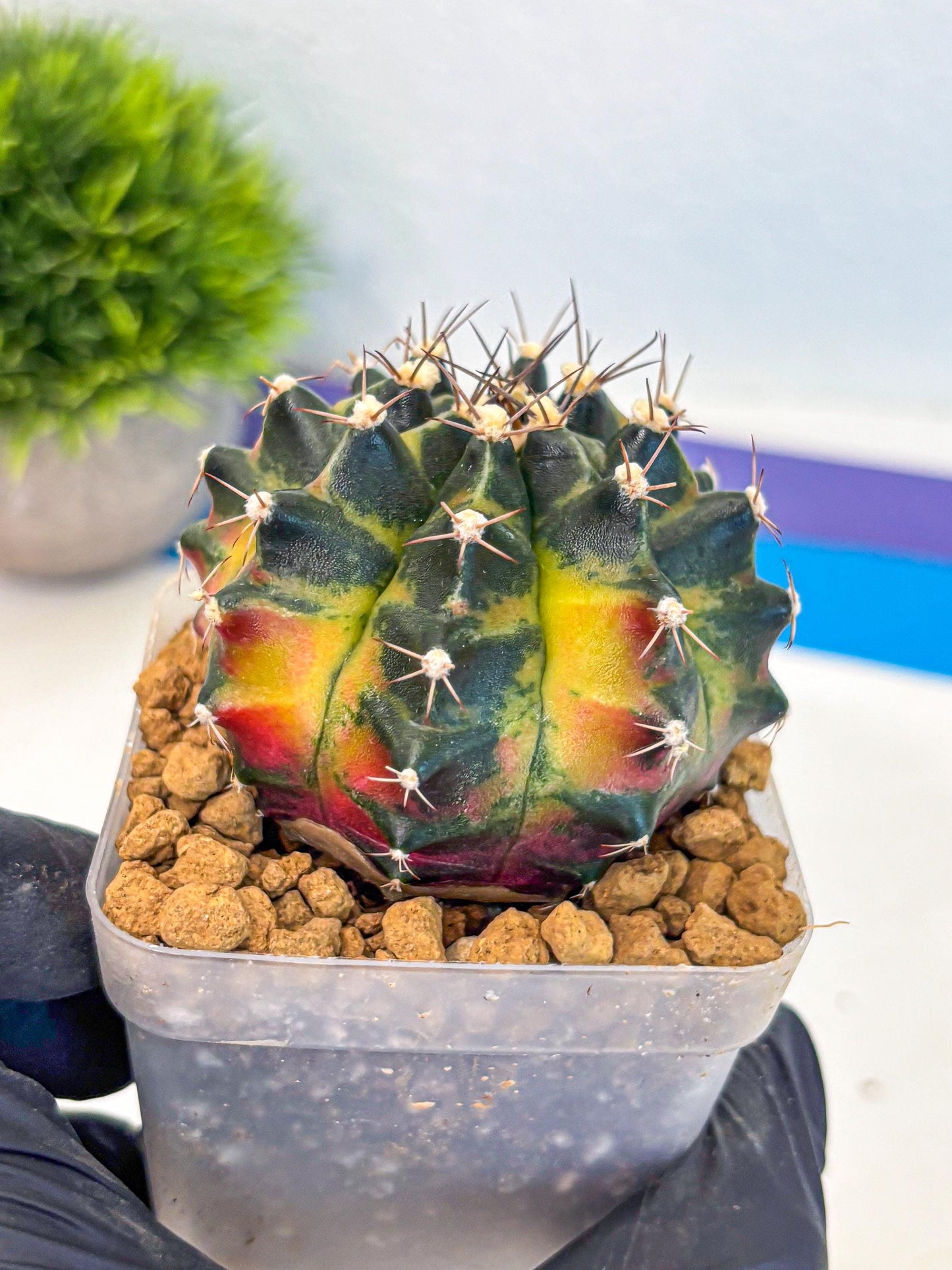 Gymnocalycium Green Wood (gy17) (05) | Collector’s Edition