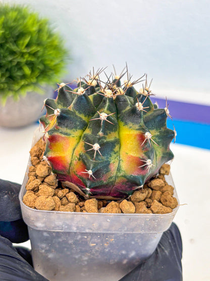 Gymnocalycium Green Wood (gy17) (05) | Collector’s Edition