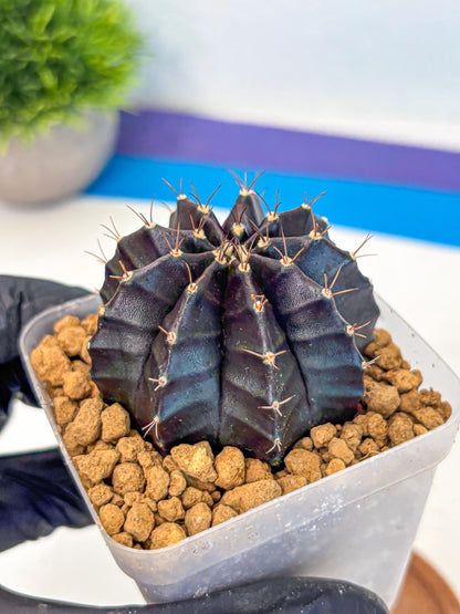 Gymnocalycium Black Boxer (gy17) (06) | Collector’s Edition