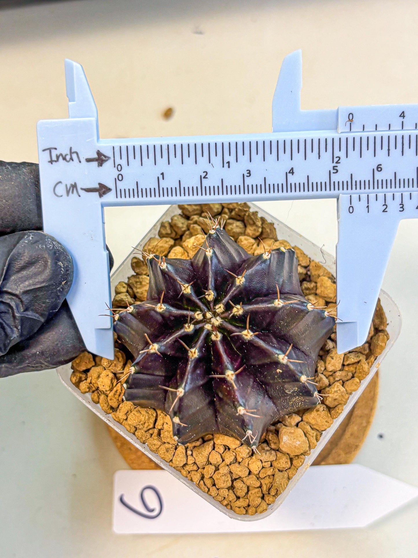 Gymnocalycium Black Boxer (gy17) (06) | Collector’s Edition