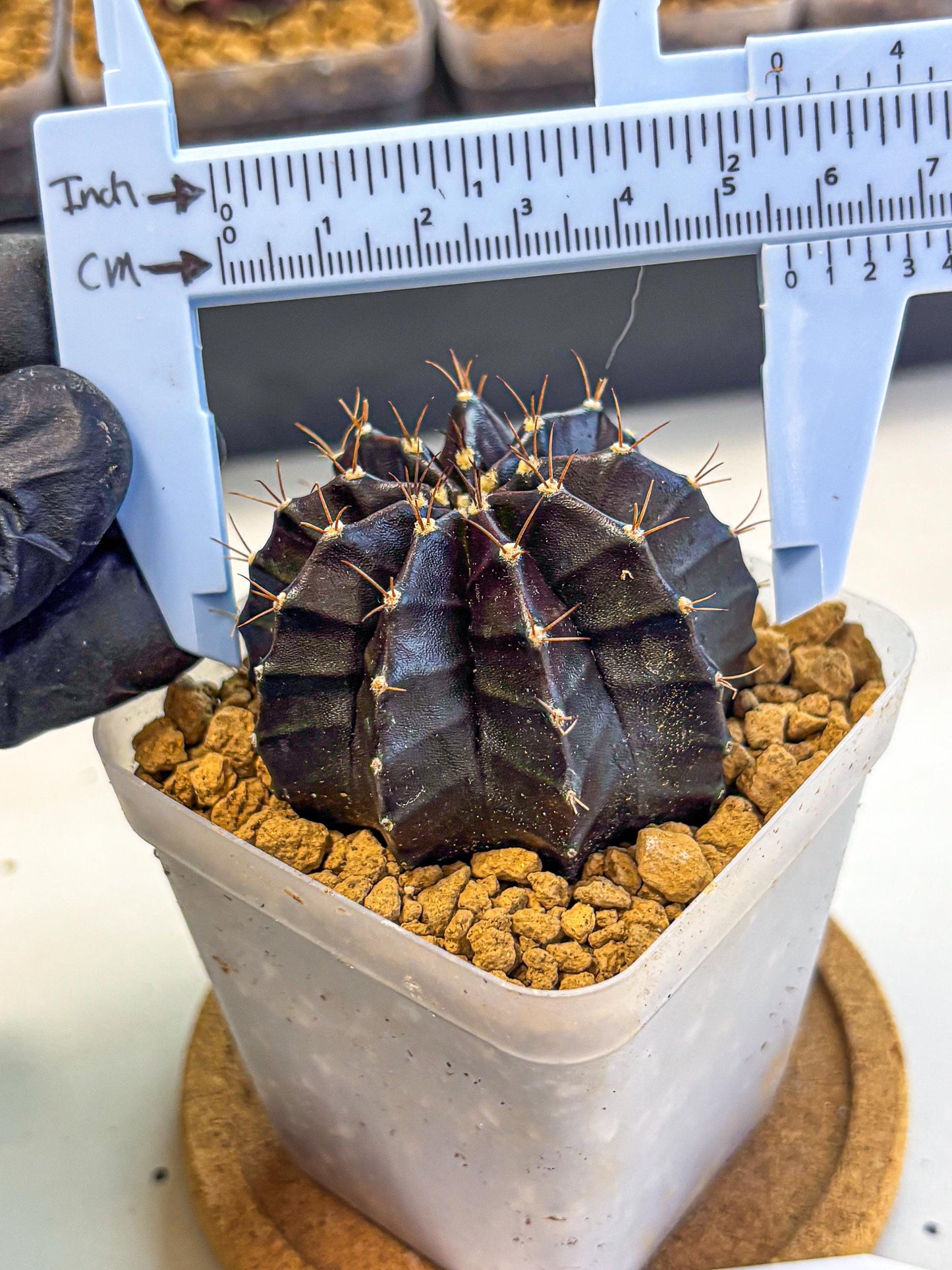 Gymnocalycium Black Boxer (gy17) (06) | Collector’s Edition