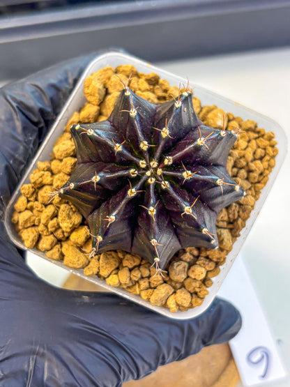 Gymnocalycium Black Boxer (gy17) (06) | Collector’s Edition