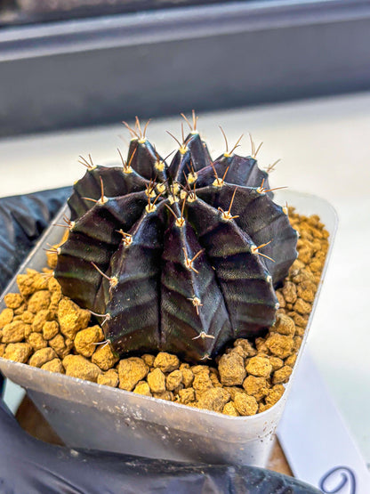 Gymnocalycium Black Boxer (gy17) (06) | Collector’s Edition