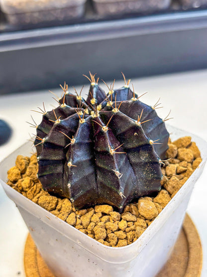 Gymnocalycium Black Boxer (gy17) (06) | Collector’s Edition