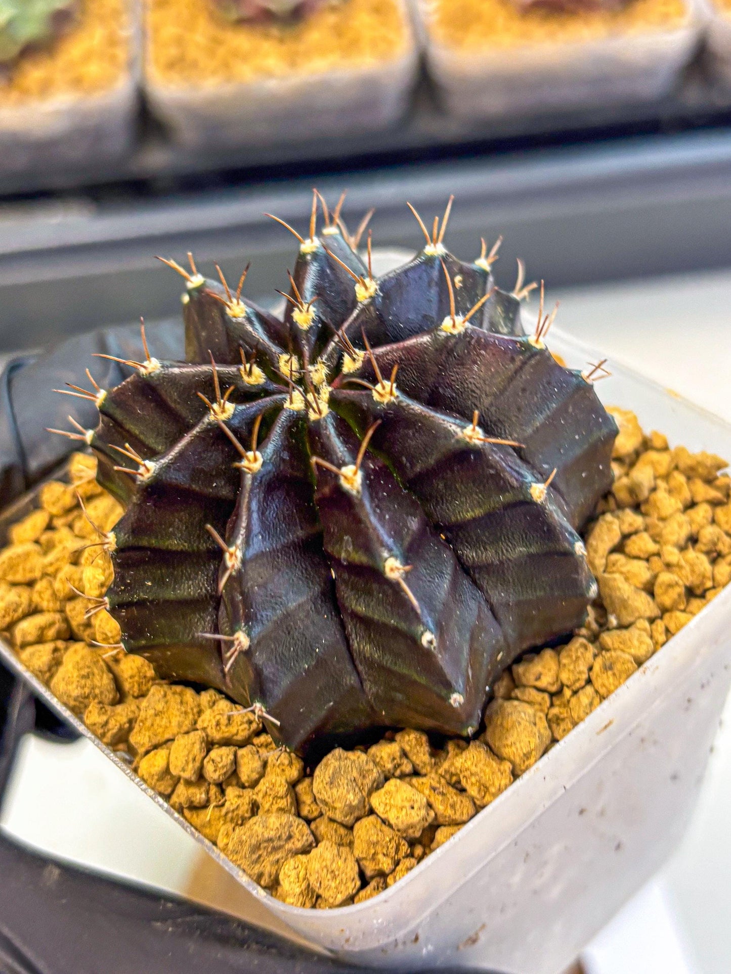 Gymnocalycium Black Boxer (gy17) (06) | Collector’s Edition