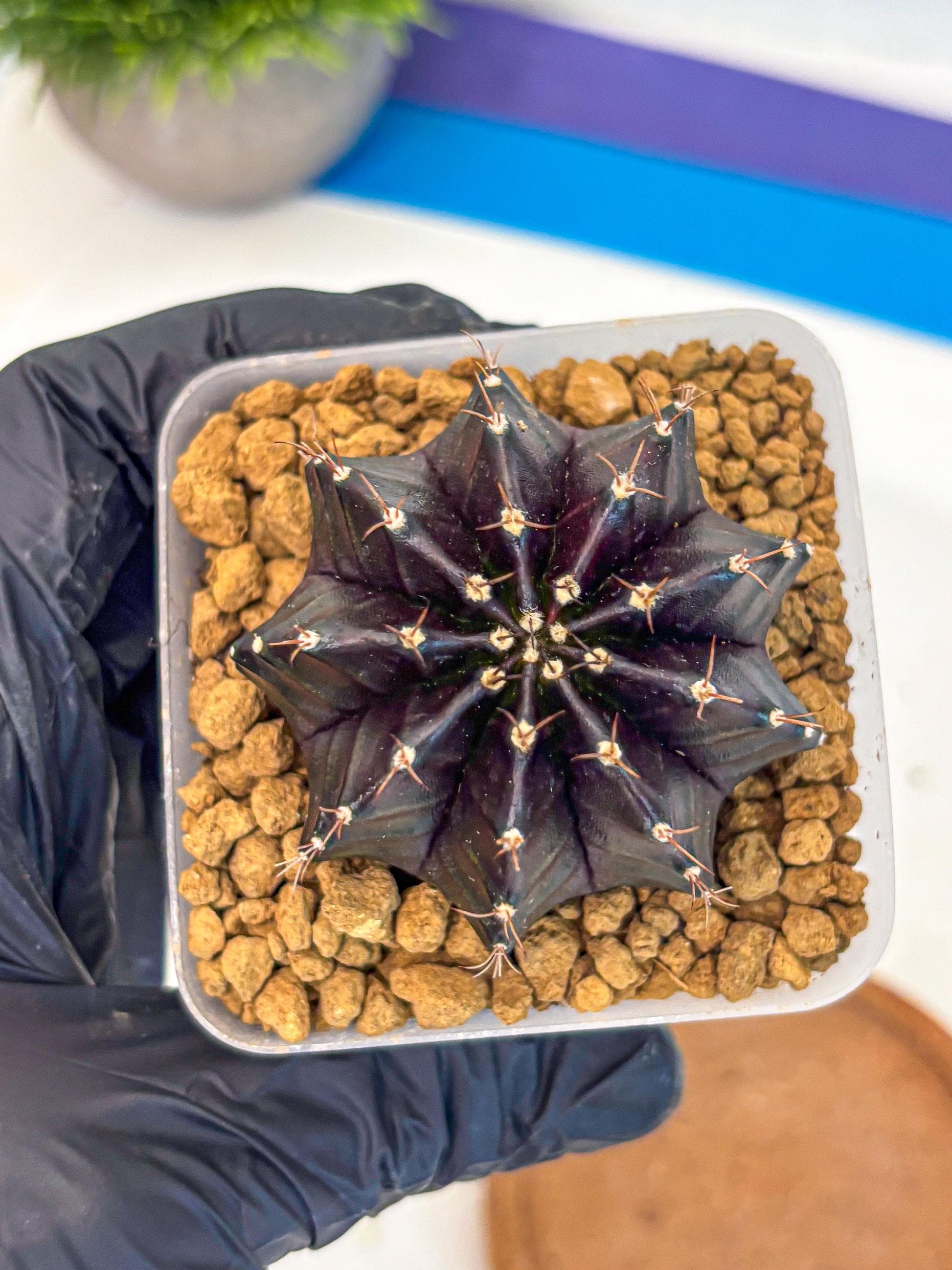 Gymnocalycium Black Boxer (gy17) (06) | Collector’s Edition
