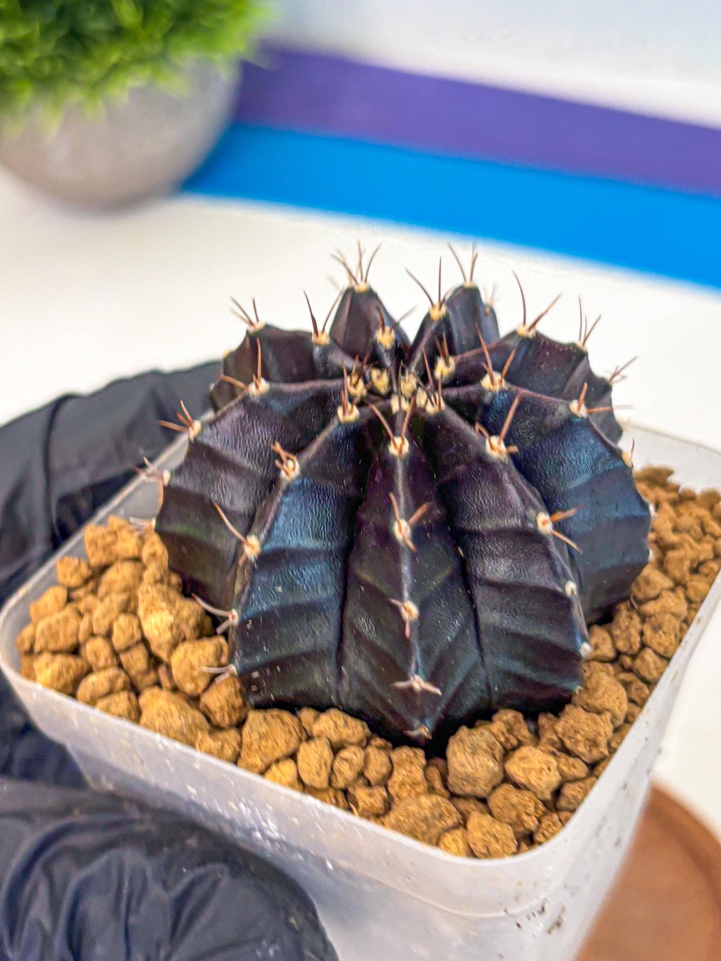 Gymnocalycium Black Boxer (gy17) (06) | Collector’s Edition