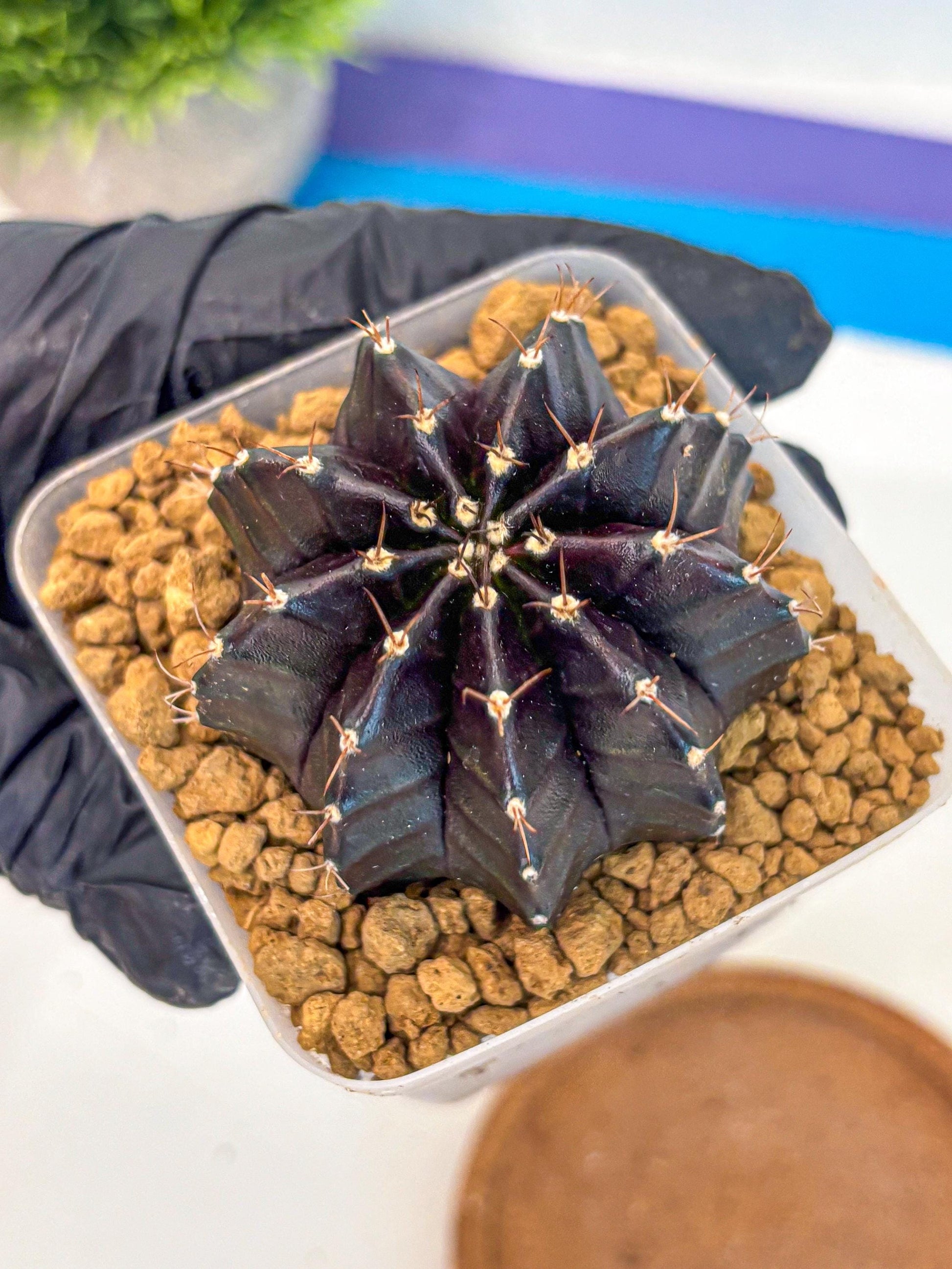 Gymnocalycium Black Boxer (gy17) (06) | Collector’s Edition