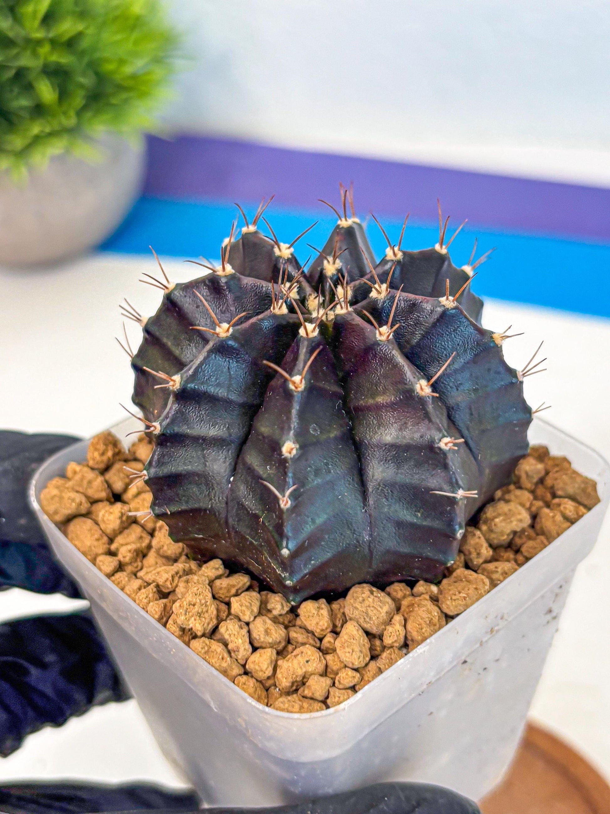 Gymnocalycium Black Boxer (gy17) (07) | Collector’s Edition