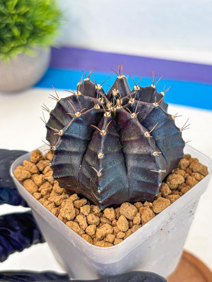 Gymnocalycium Black Boxer (gy17) (07) | Collector’s Edition