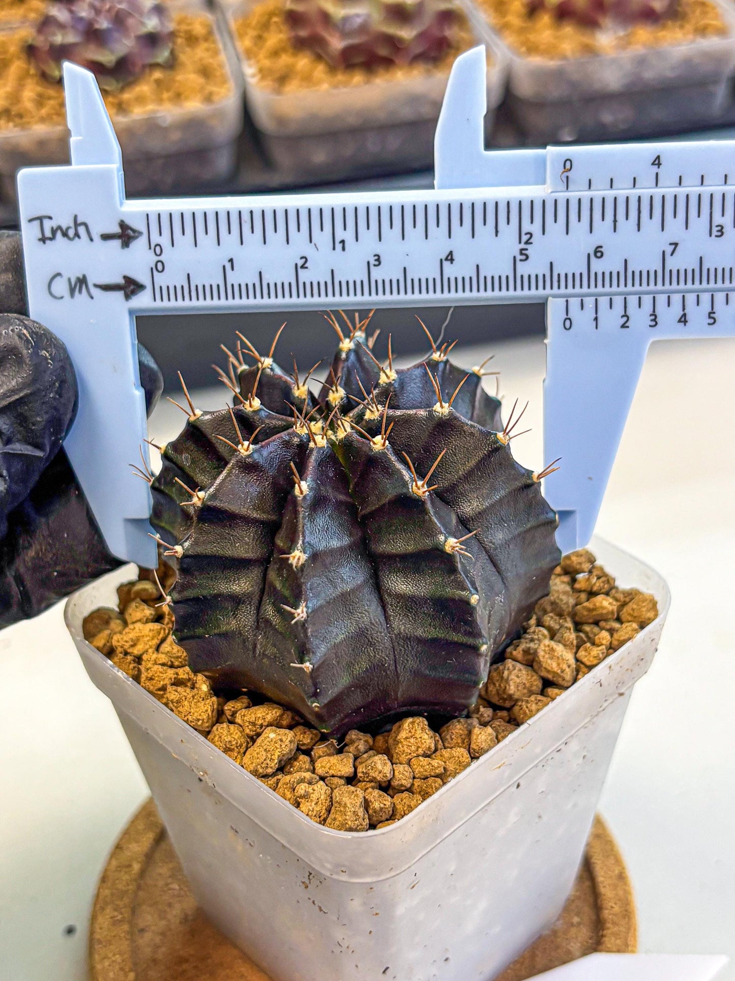 Gymnocalycium Black Boxer (gy17) (07) | Collector’s Edition