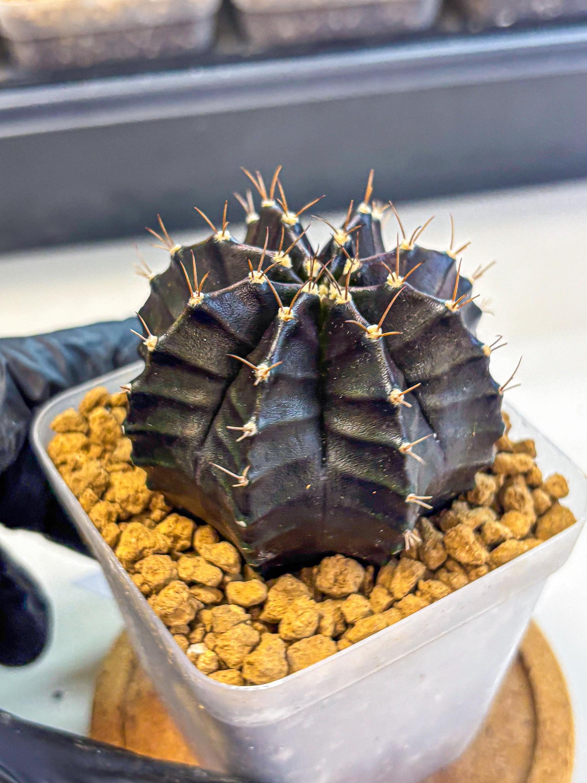 Gymnocalycium Black Boxer (gy17) (07) | Collector’s Edition