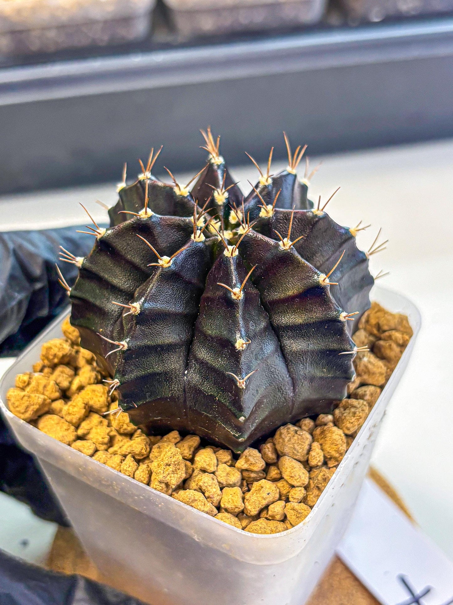 Gymnocalycium Black Boxer (gy17) (07) | Collector’s Edition