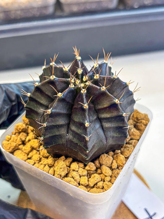 Gymnocalycium Black Boxer (gy17) (07) | Collector’s Edition