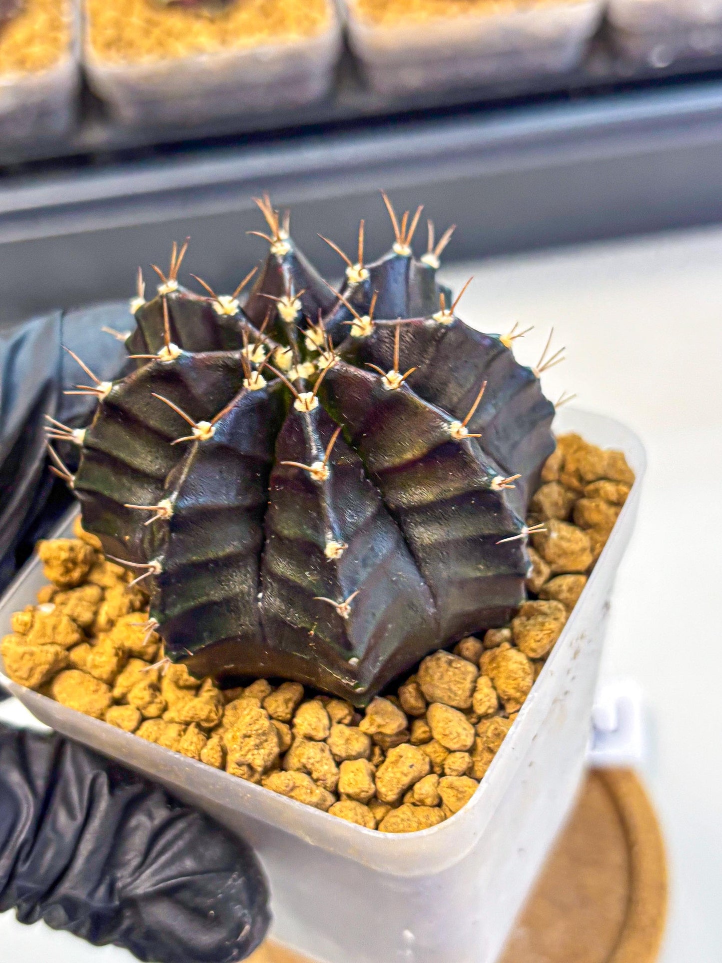 Gymnocalycium Black Boxer (gy17) (07) | Collector’s Edition