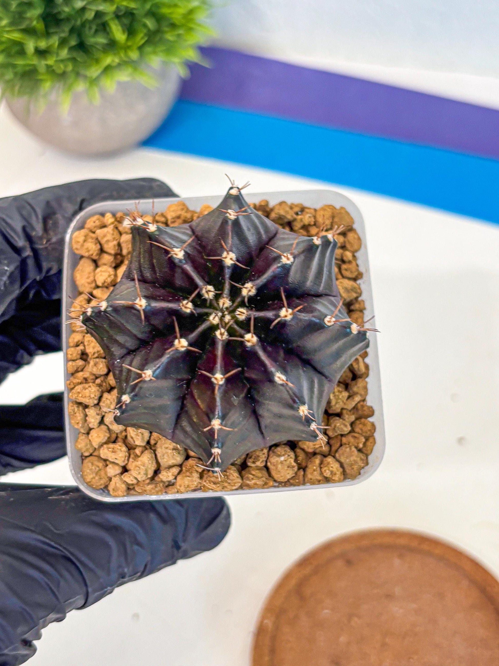 Gymnocalycium Black Boxer (gy17) (07) | Collector’s Edition