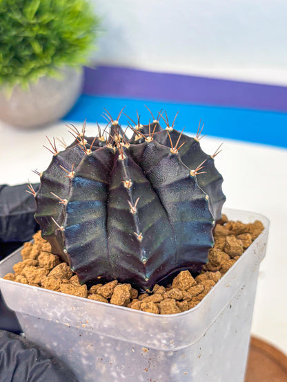 Gymnocalycium Black Boxer (gy17) (07) | Collector’s Edition