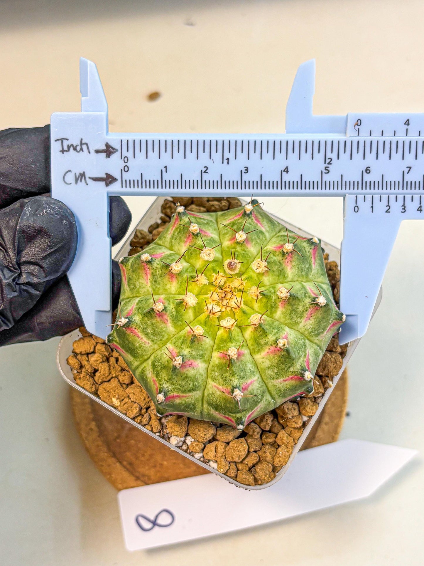 Gymnocalycium Neon (gy17) (08) | Collector’s Edition