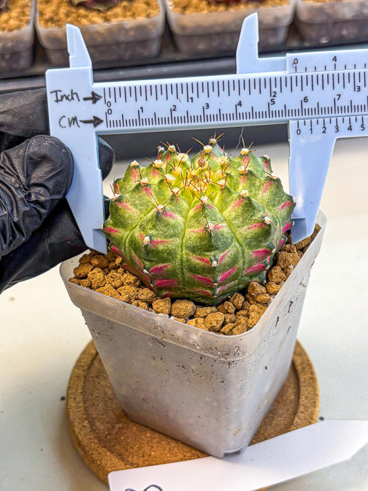 Gymnocalycium Neon (gy17) (08) | Collector’s Edition