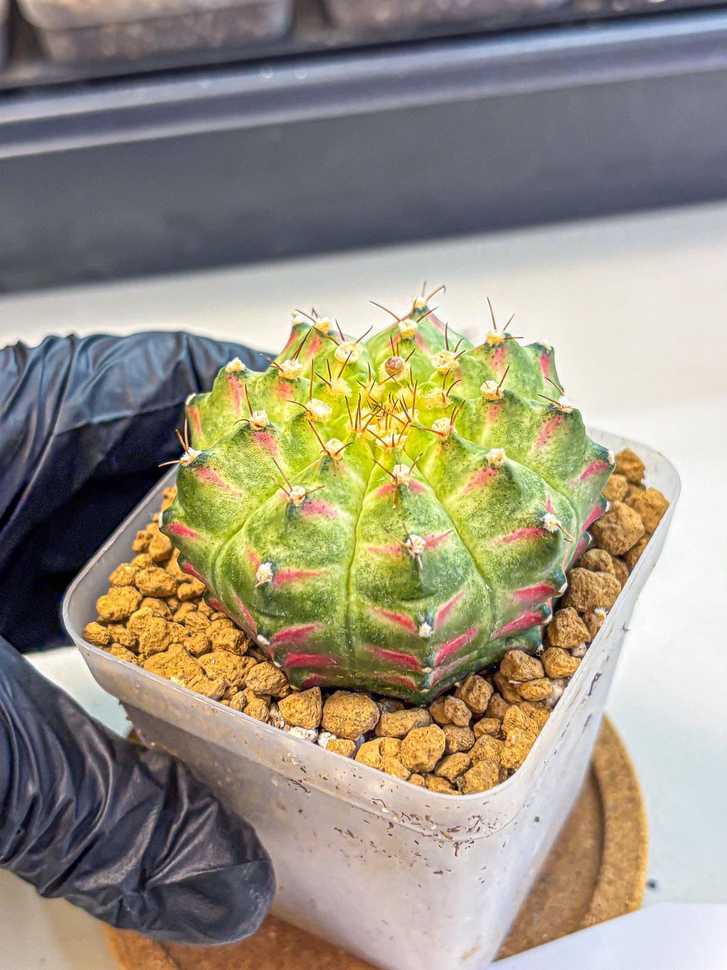 Gymnocalycium Neon (gy17) (08) | Collector’s Edition