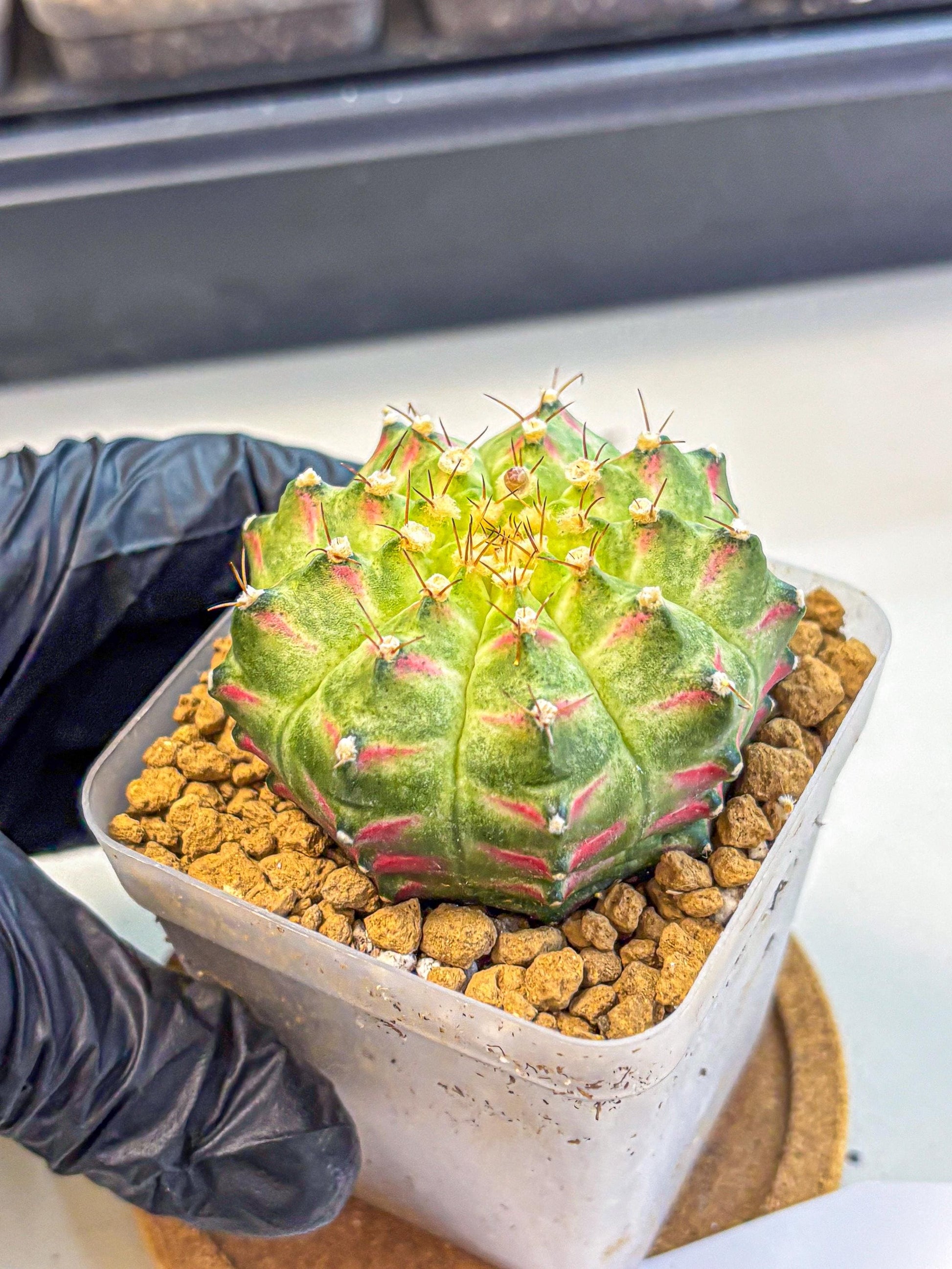 Gymnocalycium Neon (gy17) (08) | Collector’s Edition