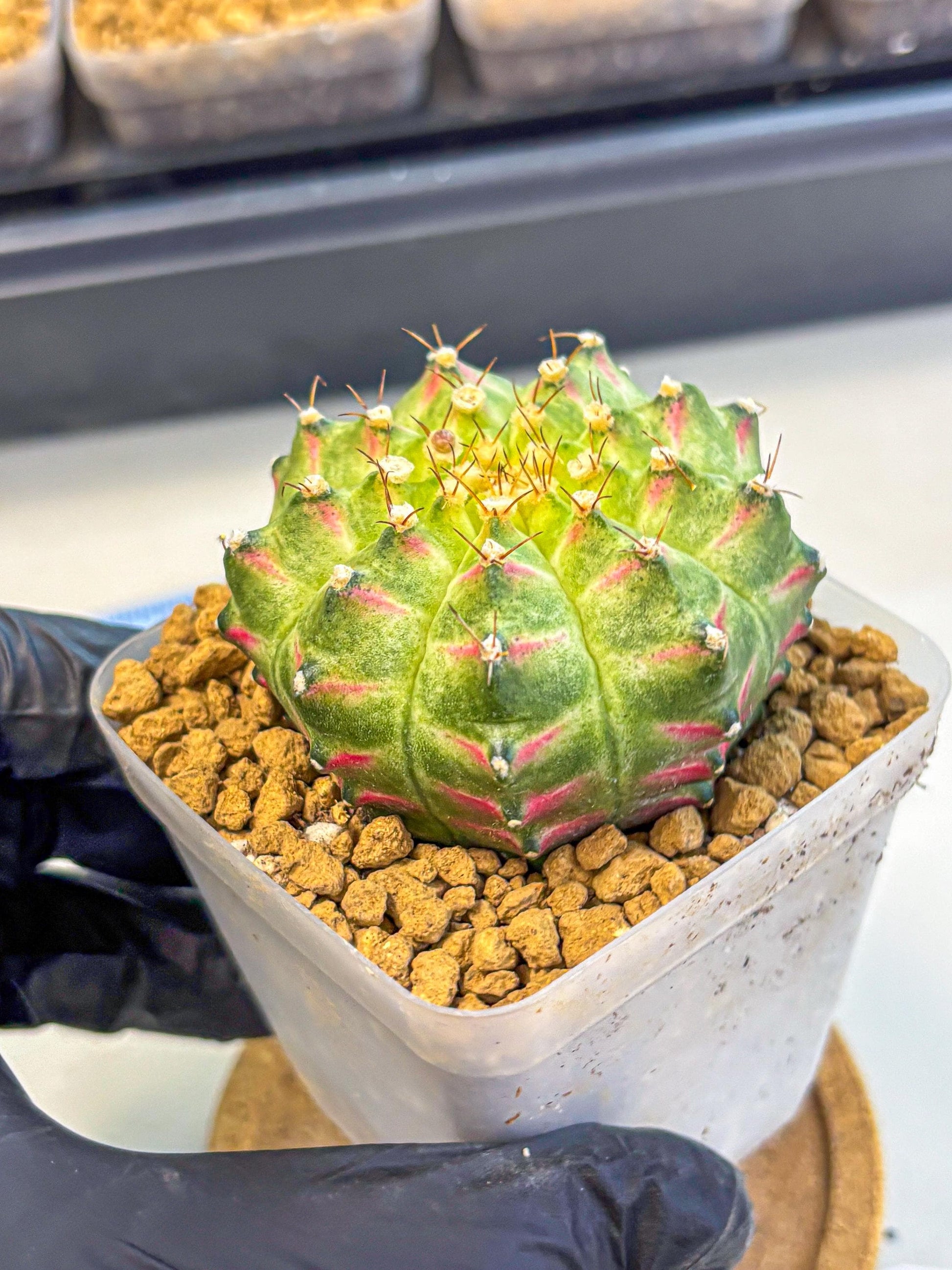 Gymnocalycium Neon (gy17) (08) | Collector’s Edition