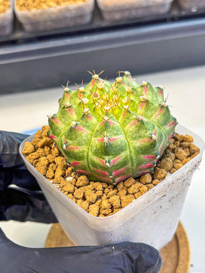 Gymnocalycium Neon (gy17) (08) | Collector’s Edition